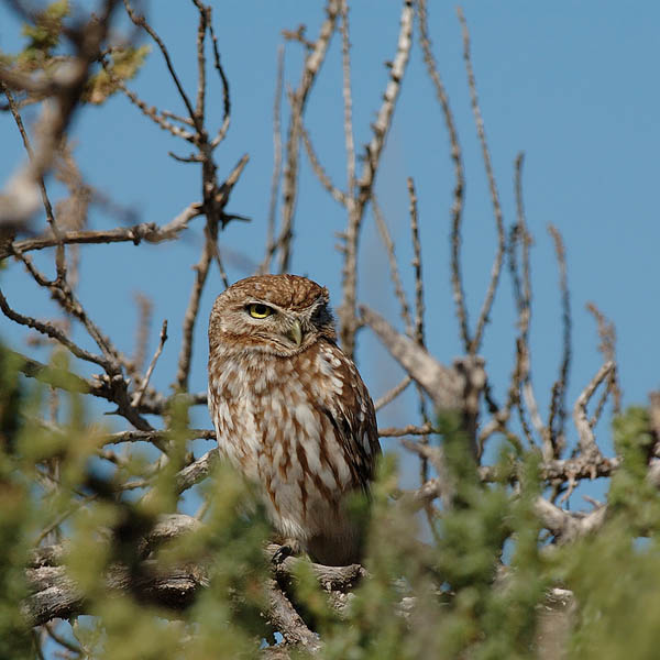 Minervanpöllö, Little Owl, Athene noctua